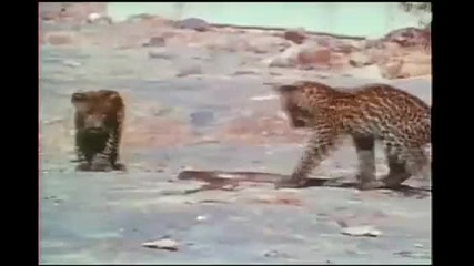 Leopard Vs. Kobra :]