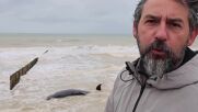 Въпреки усилията на спасителите, кит загина заседнал на плаж във Франция (ВИДЕО)