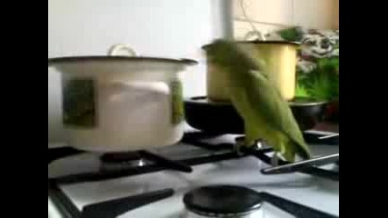 Папагалът Не Обича Тенджери