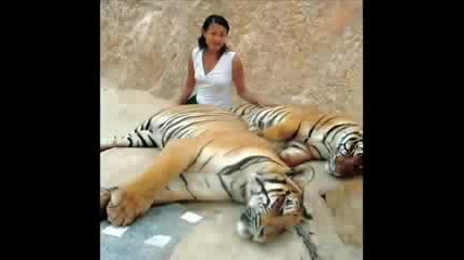 Snimki na Tigri i Luvove 