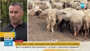 Унищожават стадо от 1000 овце заради дребна шарка
