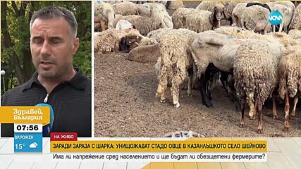 Унищожават стадо от 1000 овце заради дребна шарка