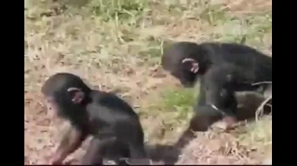 И маймуните са като хората 