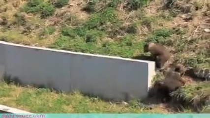 Bear Cubs at Bern 