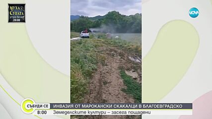 Инвазия от марокански скакалци в Благоевградско