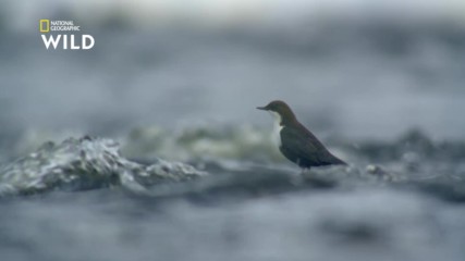 Видрата срещу водният кос