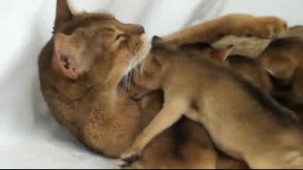 Малки котенца се гушкат в майка си