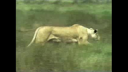 Buffalo vs entire lion pride