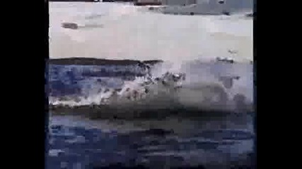 Animated Painting Shark .wmv