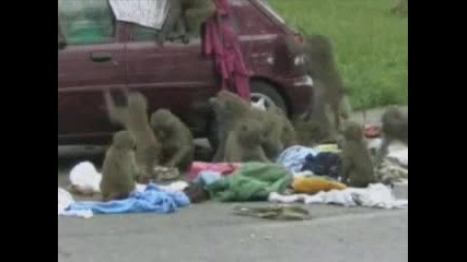Смях Маймуни нападат багаж 
