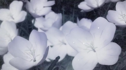 Amv Addiction For a Somber Doll