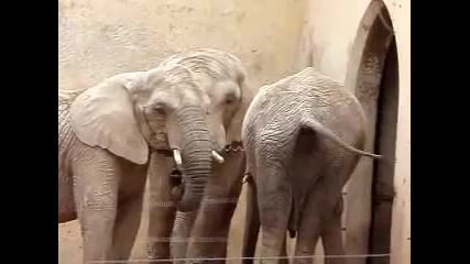 Ужасно гнусен . Слон яде лайна от задника на др слон