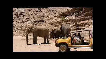 Namibian elephant memory - extreme animals - Bbc wildlife