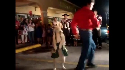 Dog dancing the Merengue Original 