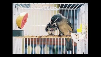 Видео и звуци на птиците 