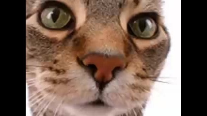 Kitty said what Remix