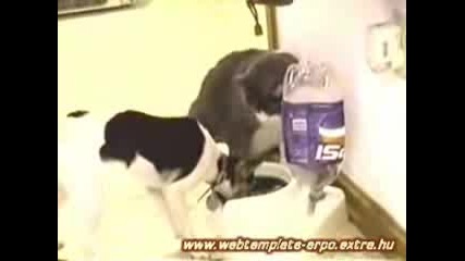 Куче яде много бой от коте (Краде)