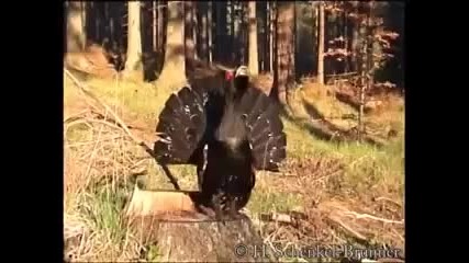 Глухар