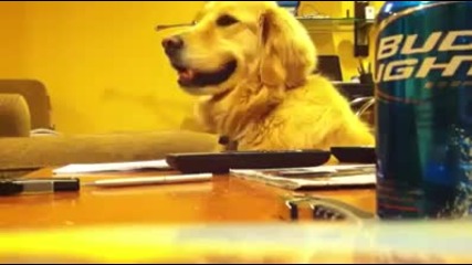 Куче се кефи на музика