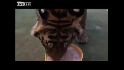 Гладен тигър