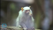 Endangered Monkeys Stolen From Zoo