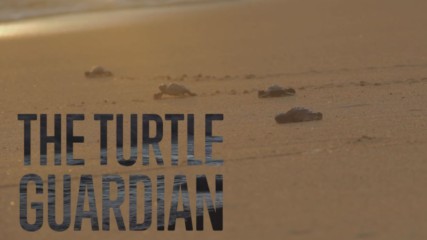 Спасяване на костенурките от традиционното им изяждане