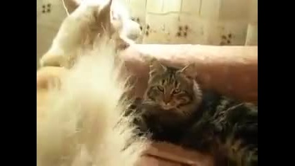 котка прави масаж на куче