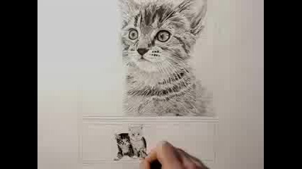 Kitten drawing