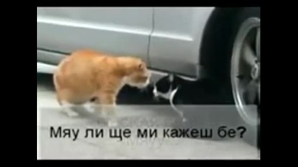 Смях с котки