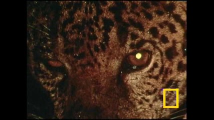 About jaguar - national geographic