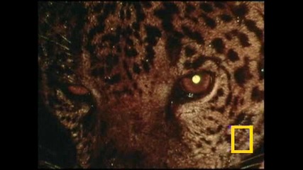 About jaguar - national geographic