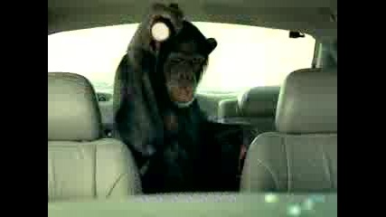 Trunk Monkey - Car Theft