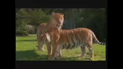 Лъв + Тигър = Лигър!