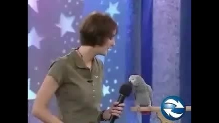 Много Смешен Папагал