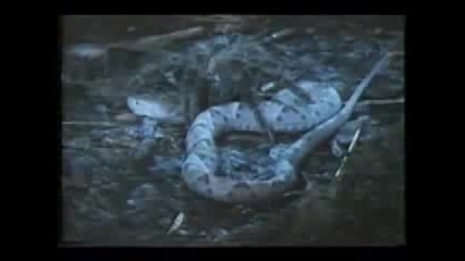 Тарантула убива змия