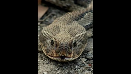 Топ 5 Най-опасните змии в Азия