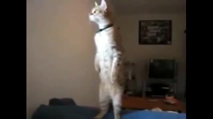 Патриотична котка на химна на Русия