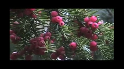 Есен в Хай - Парк - Торонто 