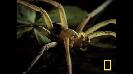 National Geographic fishing spider vs frog 