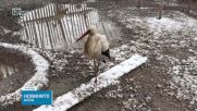 Щастлива развръзка: Щъркелът, потърсил убежище в параклис край Бургас, се възстановява