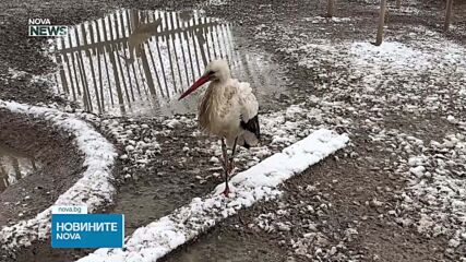Щастлива развръзка: Щъркелът, потърсил убежище в параклис край Бургас, се възстановява