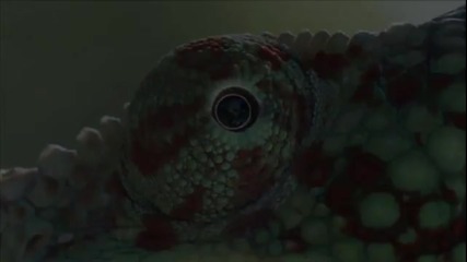 [discovery Channel] Life - Official Trailer [hd]