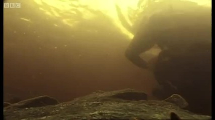 Grizzly cubs catching salmon - Animals The Inside Story - Bbc