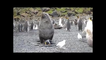 Пингивини подложени на сексуален тормоз от тюлени