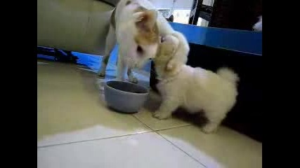 Малко Кученце И Котка - Борба За Чинията