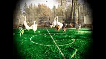 Пилешки Футбол