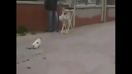 Това трябва да се види, котка се депресира, след като не може да хване един гьльб 