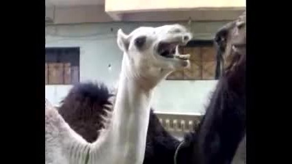 Да гъделичкаш камила - Много смях 