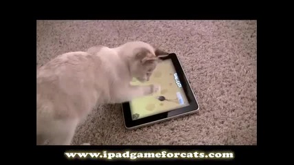 Котка геймър :)