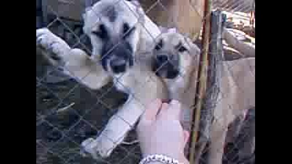 Little Kangals